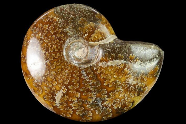 Polished Ammonite (Cleoniceras) Fossil - Madagascar #166672